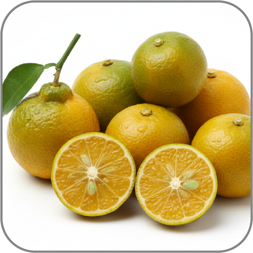 Calamansi-Notes-Icon