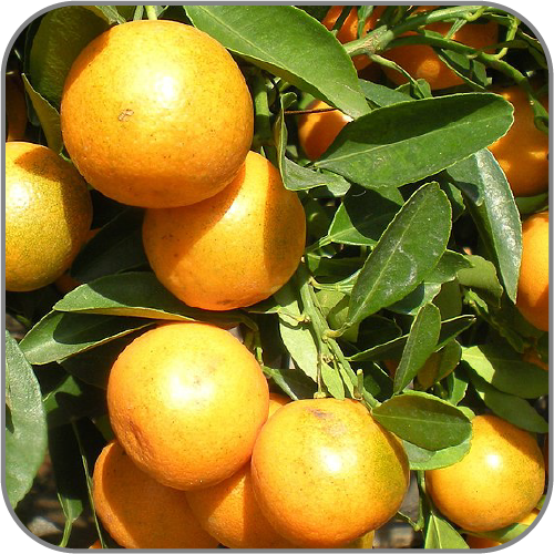 Citrus-Japonica-Notes-Icon