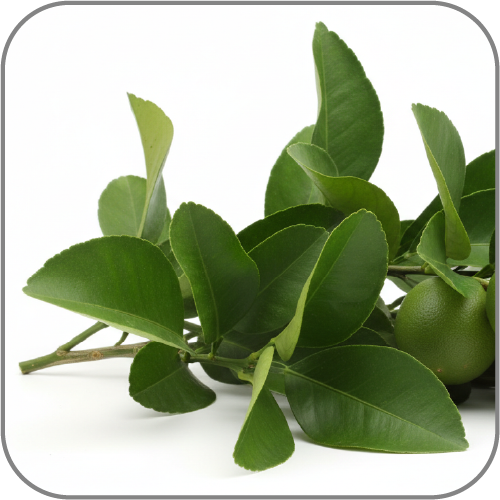 Grapefruit-Leaf-Notes-Icon