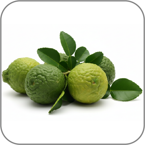 Kaffir-Lime-Notes-Icon