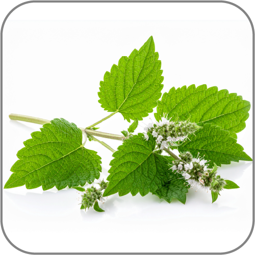 Lemon-Balm-Notes-Icon