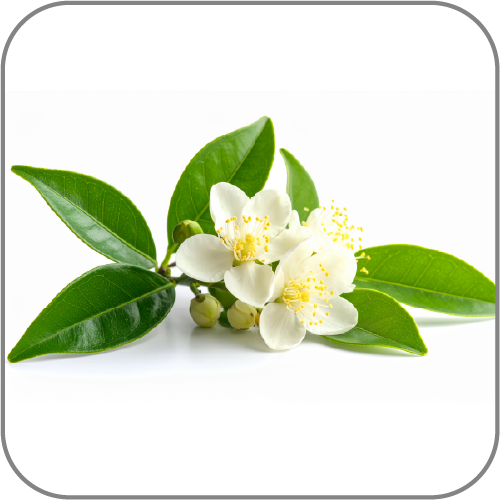 Lemon-Myrtle-Notes-Icon