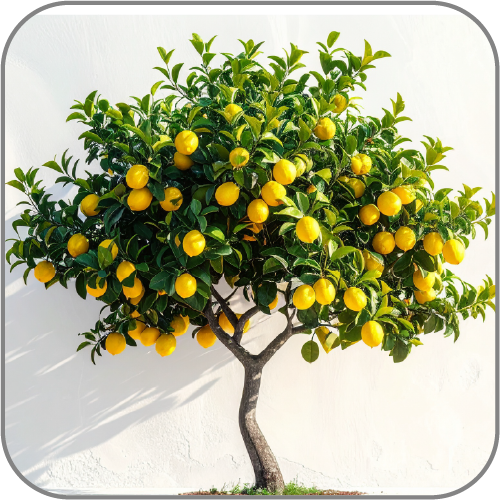 Lemon-Tree-Notes-Icon