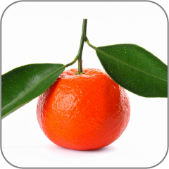Red-Mandarin-Notes-Icon