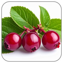 Bearberry-Notes-Icon