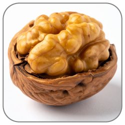 Candlenut-Notes-Icon