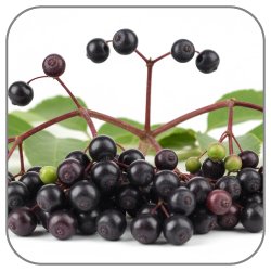 Elderberry-Notes-Icon