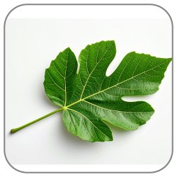 Fig-Leaf-Notes-Icon