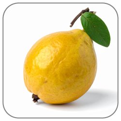 Guava-Notes-Icon
