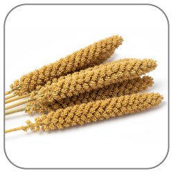 Millet-Notes-Icon