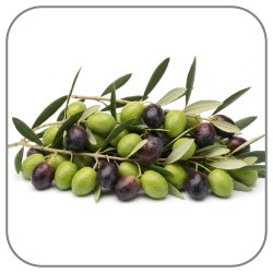 Olive-Notes-Icon