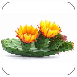 Prickly-Pear-Notes-Icon