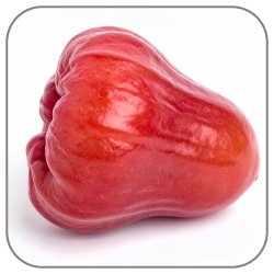 Rose-Apple-Notes-Icon
