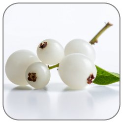 Snowberry-Notes-Icon