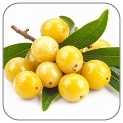 Tamanu-Notes-Icon