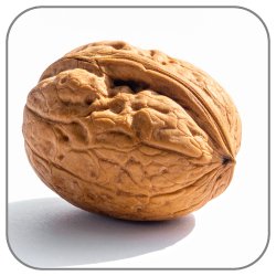 Walnut-Notes-Icon
