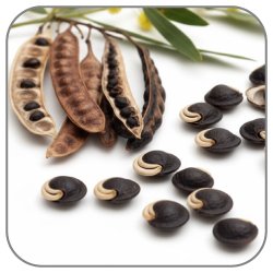 Wattleseed-Notes-Icon