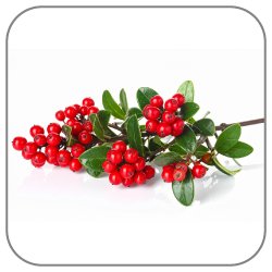 Winterberry-Notes-Icon