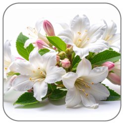 Abelia-Notes-Icon
