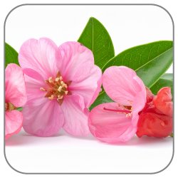 Acerola-Blossom-Notes-Icon