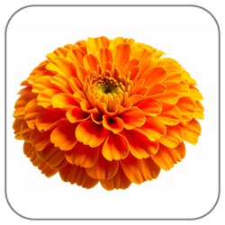African-Marigold-Notes-Icon