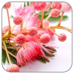 Albizia-Notes-Icon