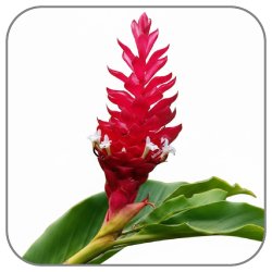 Alpinia-Notes-Icon