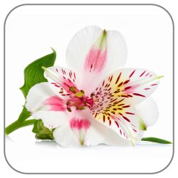 Alstroemeria-Notes-Icon