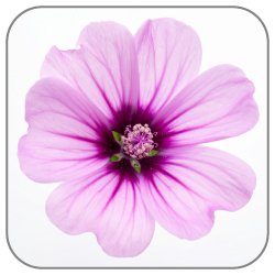 Althaea-Notes-Icon