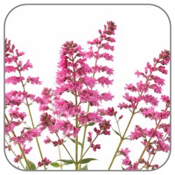 Alumroot-Notes-Icon