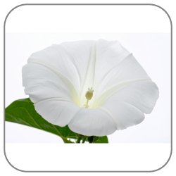 Amazon-Moonflower-Notes-Icon