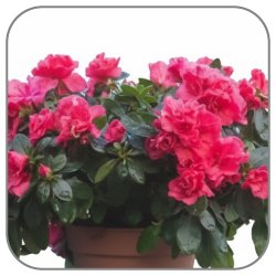 Azalea