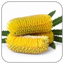 Banksia