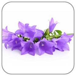 Bellflower