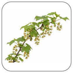 Black-Currant-Blossom