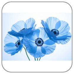 Blue-Poppy