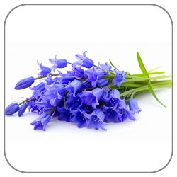 Bluebell