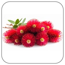 Bottlebrush