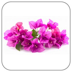 Bougainvillea