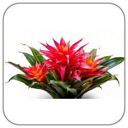 Bromelia