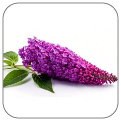 Buddleia