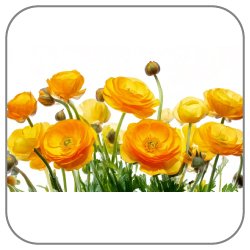 Buttercup