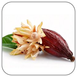 Cacao