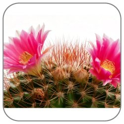 Cactus-Blossom