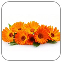 Calendula