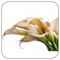 Calla-Lily