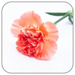 Carnation