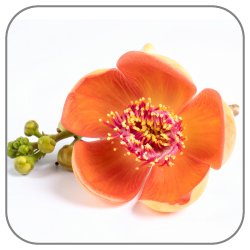 Cashew-Flower