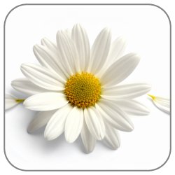 Chamomile