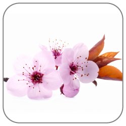 Cherry-Blossom